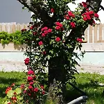 Bucherhof אובשטייג
